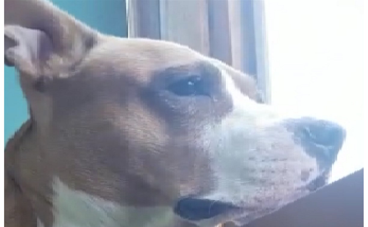 Породистой собаке, которую сахалинские волонтеры с боем забрали у хозяев, требуется сложная операция