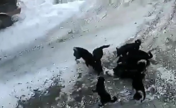 Стая чёрных собак в Поронайске едва не загрызла домашнего белого пса