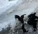 Стая чёрных собак в Поронайске едва не загрызла домашнего белого пса