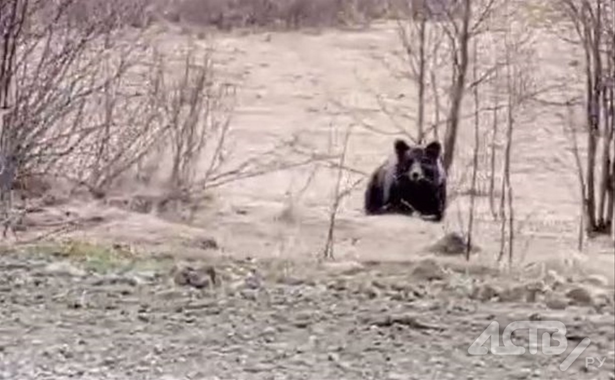 "Вот и собирай черемшу": в Тымовском районе у дороги отдыхающих поджидает медведь