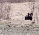 "Вот и собирай черемшу": в Тымовском районе у дороги отдыхающих поджидает медведь