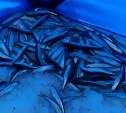 Рыболовы хвастаются тазами, набитыми пойманной в Углегорке корюшкой