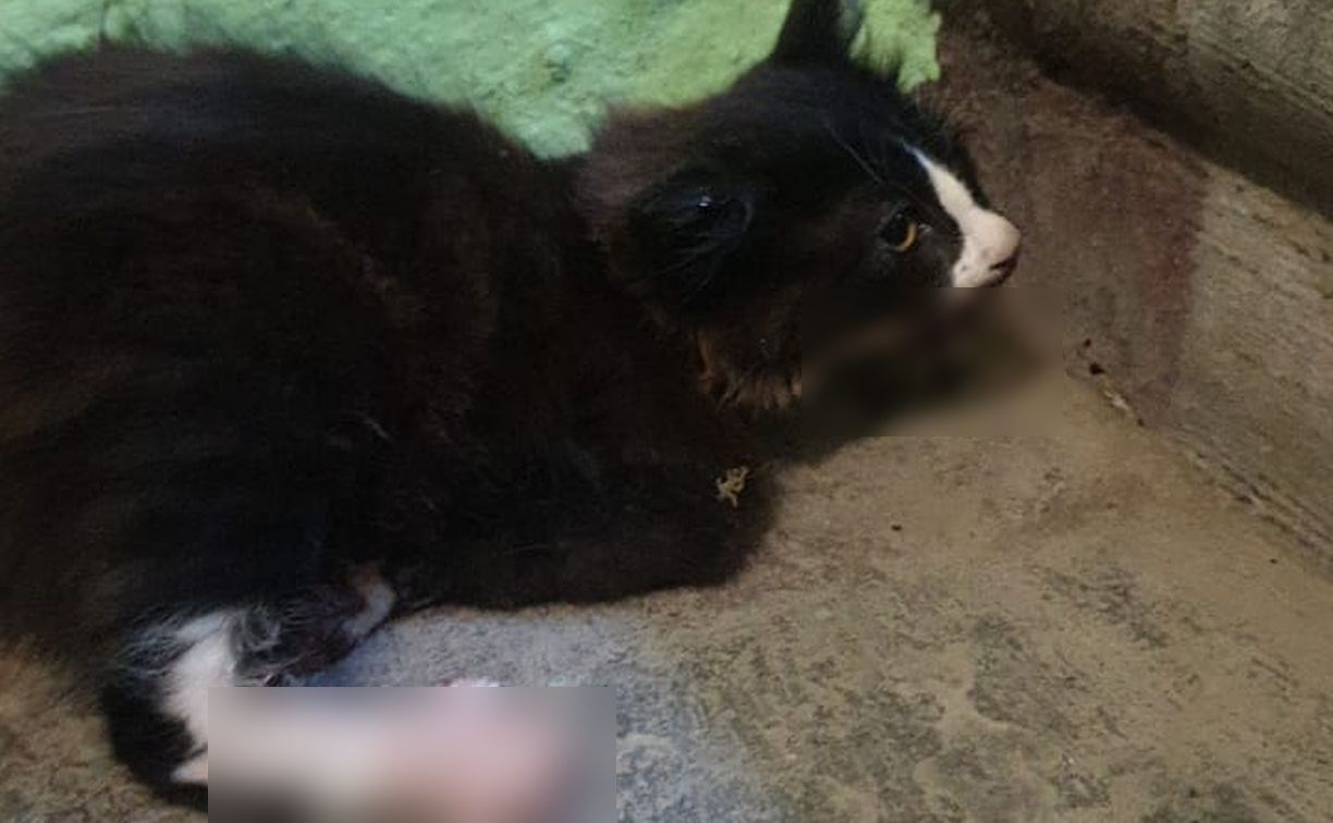 "Вместо челюсти - кровавое месиво": изуродованного котёнка нашли на улице в Холмске