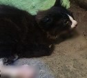 "Вместо челюсти - кровавое месиво": изуродованного котёнка нашли на улице в Холмске