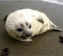 Детеныша тюленя вынесло течением на берег Сахалина (+ дополнение), ВИДЕО