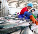 Принять участие в торгах на сахалинской рыбной бирже смогут иностранные компании