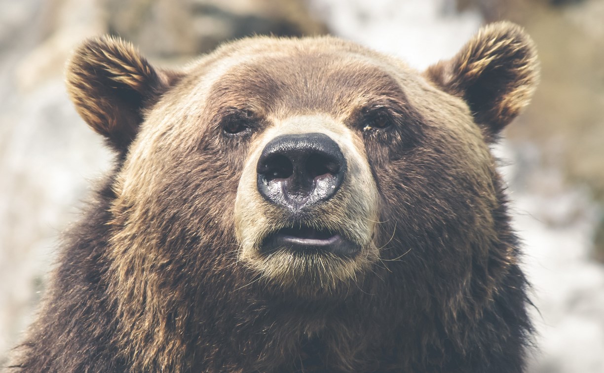В Макаровском районе ввели карантин из-за трихинеллеза, который обнаружили в тушах убитых медведей 