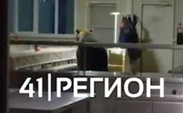 "Довольный, столько помоев сожрал!": на Камчатке медведь забрался в столовую рыбзавода
