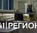 "Довольный, столько помоев сожрал!": на Камчатке медведь забрался в столовую рыбзавода