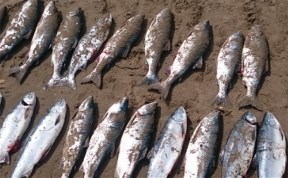 Двадцать мешков горбуши украли из невода одного из рыбообрабатывающих предприятий Сахалина
