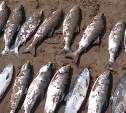 Двадцать мешков горбуши украли из невода одного из рыбообрабатывающих предприятий Сахалина