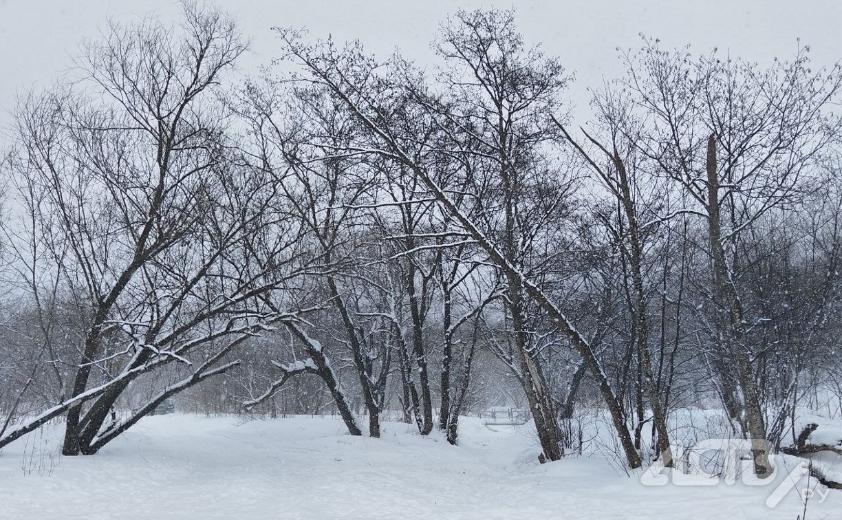 Ветер северный: синоптики уточнили прогноз погоды на юге Сахалина 19 февраля