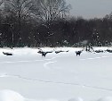 "Вот это машины": сразу трёх красавцев-лосей заметили сахалинцы у реки