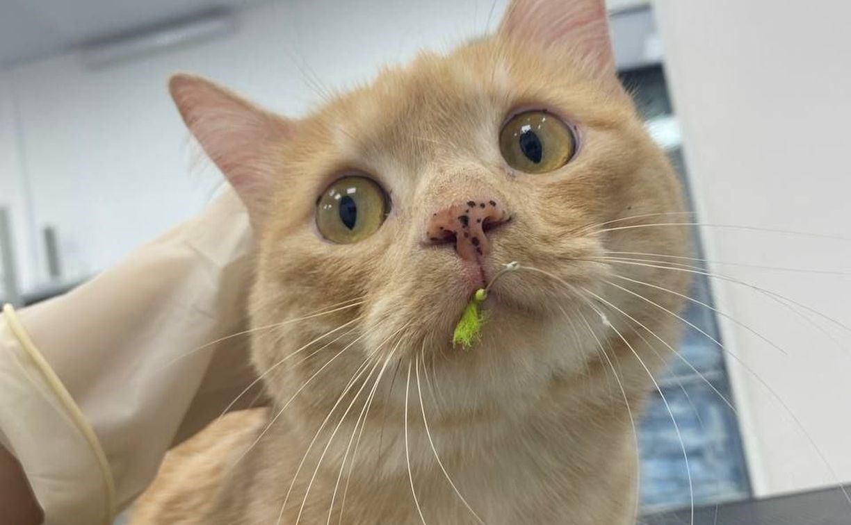 Попавшегося на рыболовный крючок котика привезли в ветеринарную клинику на Сахалине