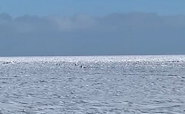 Сахалинцы ловят краба в Охотском, но ждут зубаря