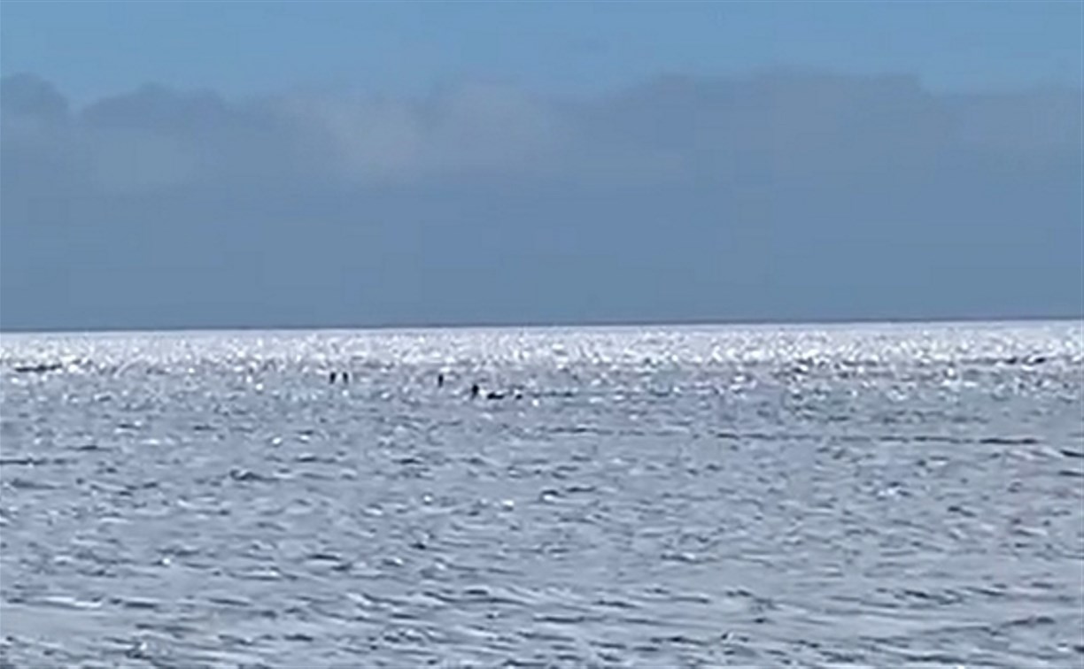 Сахалинцы ловят краба в Охотском, но ждут зубаря