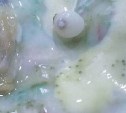 Уникальное явление: в моллюске из Приморья нашли натуральный жемчуг