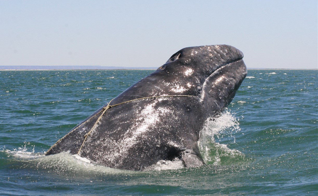 Помочь китам в беде смогут сахалинцы