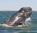 Помочь китам в беде смогут сахалинцы
