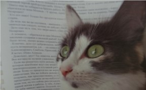 Общество