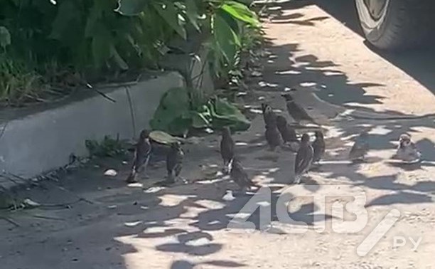 Стая воробьёв атаковала рогатого "пришельца" на дороге в Южно-Сахалинске