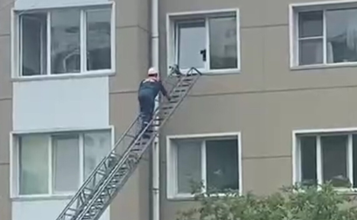 В Корсакове кот застрял в окне на четвёртом этаже - на помощь пришёл спасатель 
