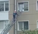 В Корсакове кот застрял в окне на четвёртом этаже - на помощь пришёл спасатель 