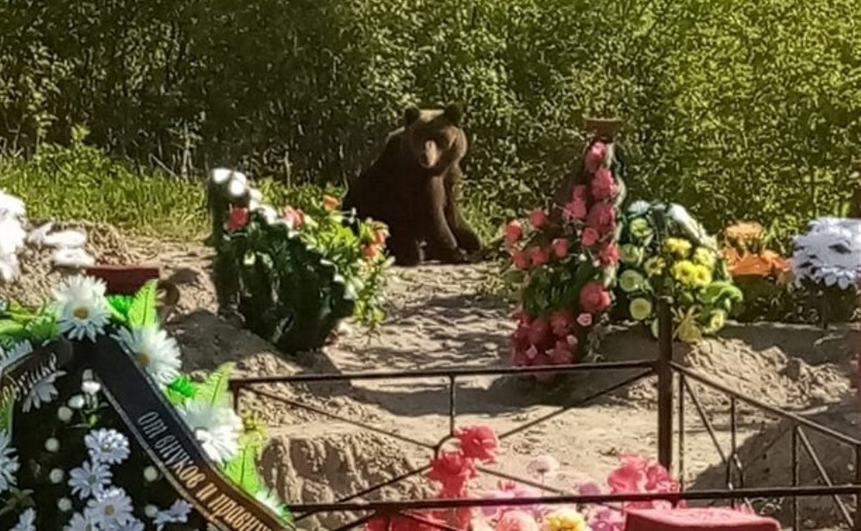 Обед после кладбища. Медведь в Кеми на кладбище. Цветочный медведь на кладбище.