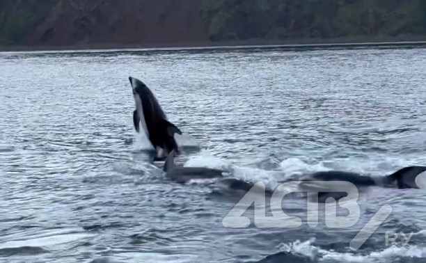 Прекрасные кадры: десятки дельфинов поприветствовали туристов возле маяка Анива