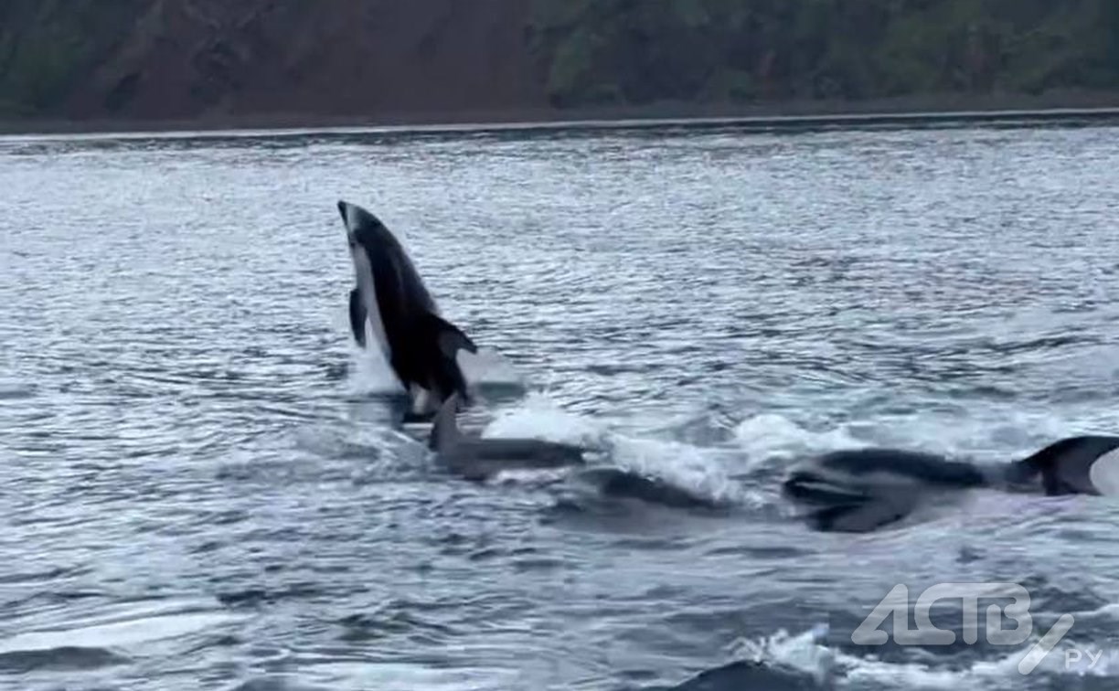Прекрасные кадры: десятки дельфинов поприветствовали туристов возле маяка Анива