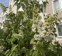 До +25° прогреется воздух на Сахалине 12 июня