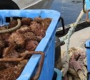 Сахалинская компания сэкономила миллионы на поставке морских ежей в Японию - директор ждет суда