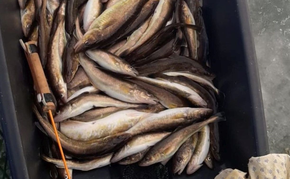 Сахалинские рыбаки открыли сезон охоты на 40-сантиметровую навагу