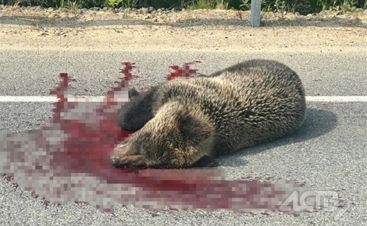Очевидцы:  в Охинском районе обнаружили медведя в луже крови 