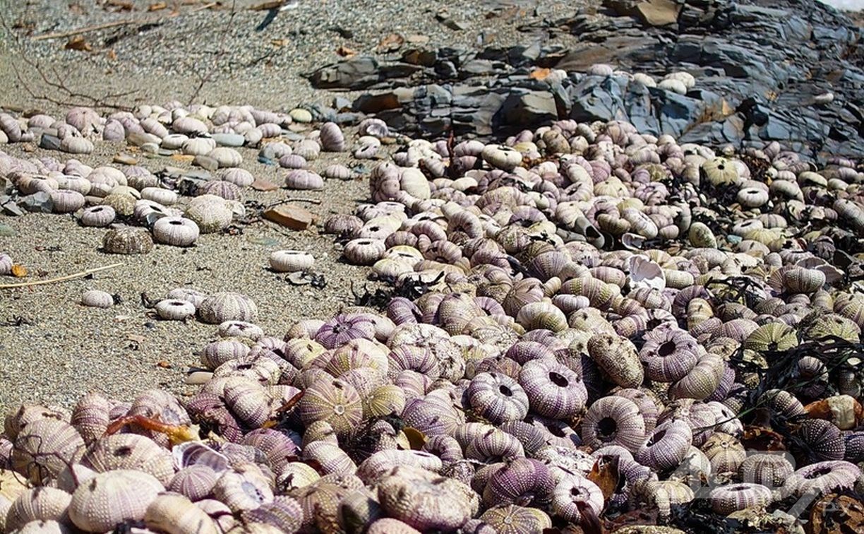 На сахалинском побережье обнаружили "кладбище" морских ежей
