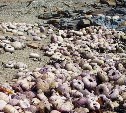 На сахалинском побережье обнаружили "кладбище" морских ежей