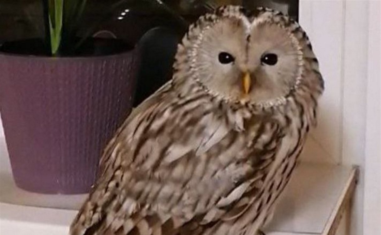 Сова прилетела на балкон к сахалинцам и оказалась тяжело больна