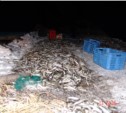 Сотрудники ФСБ задержали браконьеров, опустошивших сахалинскую лагуну почти на 50 тонн корюшки (ФОТО)