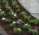Сотни цветов украсили сквер Пограничников в Южно-Сахалинске 