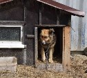 "Интермодуль - всё": собак перевозят в приют "Доброе сердце" в Южно-Сахалинске