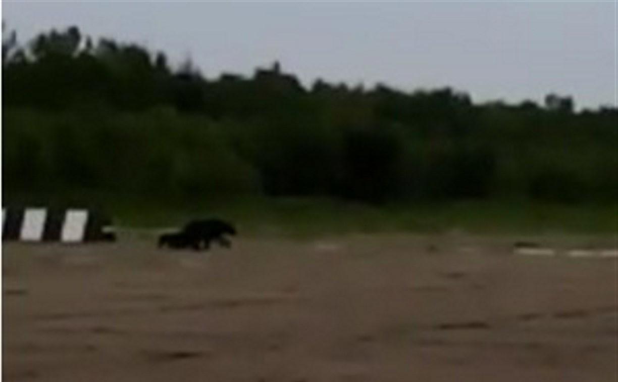 В излюбленном туристами месте в Поронайском районе увидели медведицу с потомством