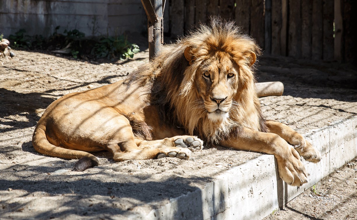 Бодибилдеры сразятся со львом в зоопарке Южно-Сахалинска