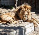 Бодибилдеры сразятся со львом в зоопарке Южно-Сахалинска