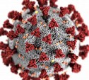 На Сахалине распространяется поддельный документ о COVID-19 и вакцинации