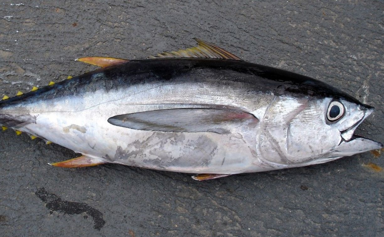 Сахалинским рыбакам предлагают 100 тысяч рублей за лучшего пойманного тунца