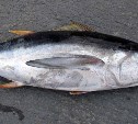 Сахалинским рыбакам предлагают 100 тысяч рублей за лучшего пойманного тунца
