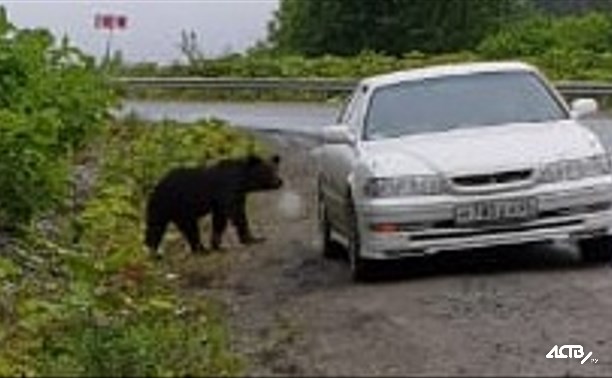 На Ловецком перевале медведь вышел к людям
