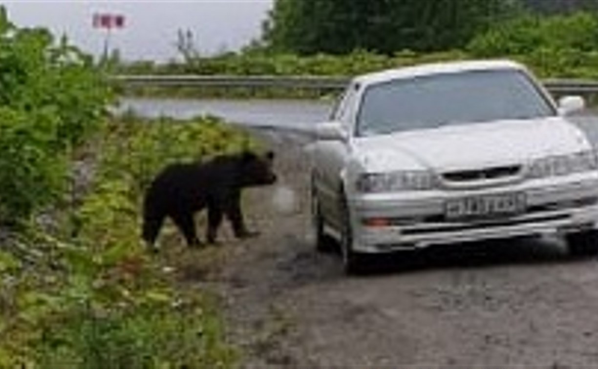 На Ловецком перевале медведь вышел к людям