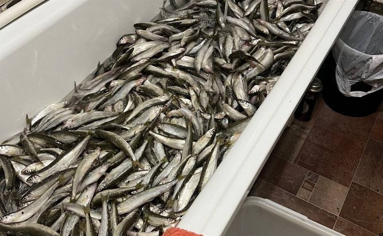 "Пошла жара": на Лунском корюшку ловят даже на палки 