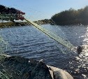 "Желающие - присоединяйтесь": экологическая акция "День без сетей" пройдет в Сахалинской области 